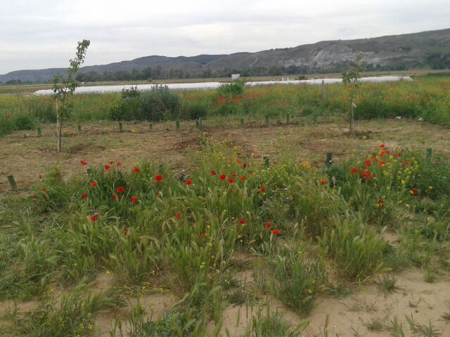 huerta hierbas