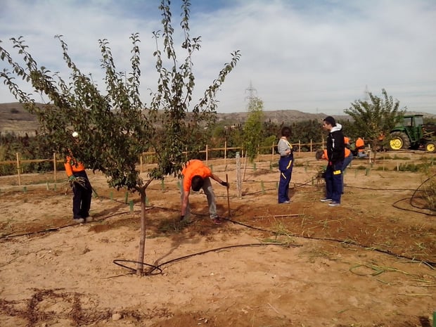 Limpieza de zona de aromática