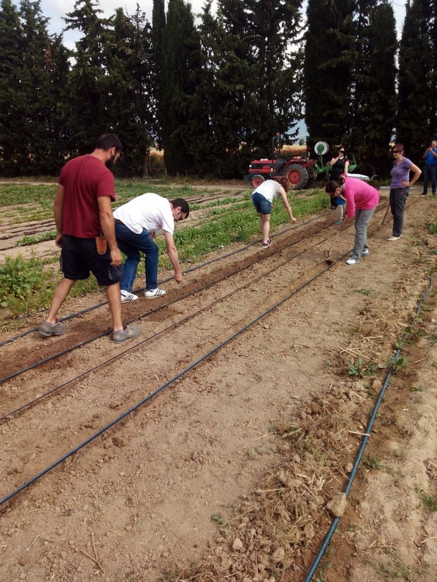 Plantación de semillas