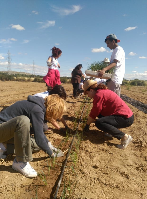 Plantando los puerros