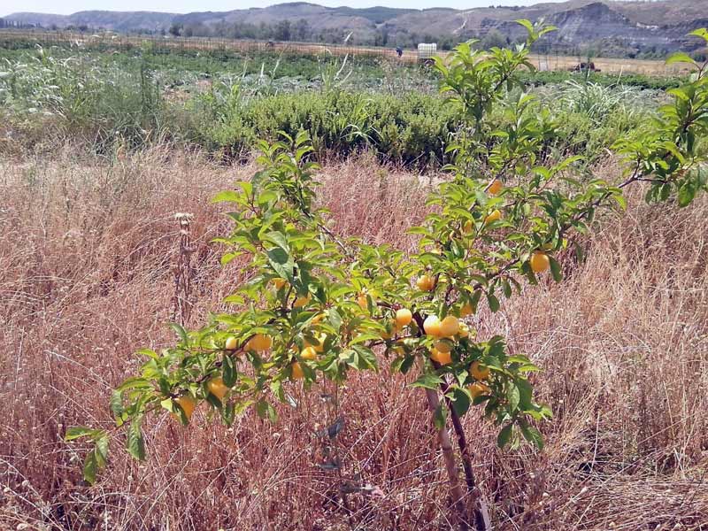 Ciruelas ecológicas