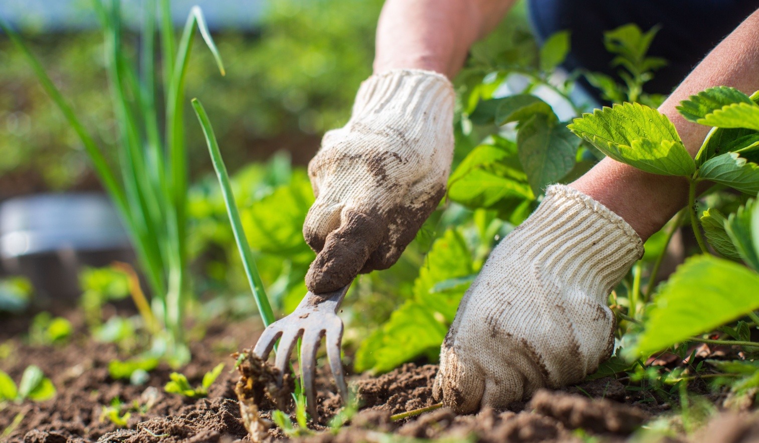 diseno-de-jardines-y-huertos-para-empresas-un-paso-mas-hacia-la-sostenibilidad