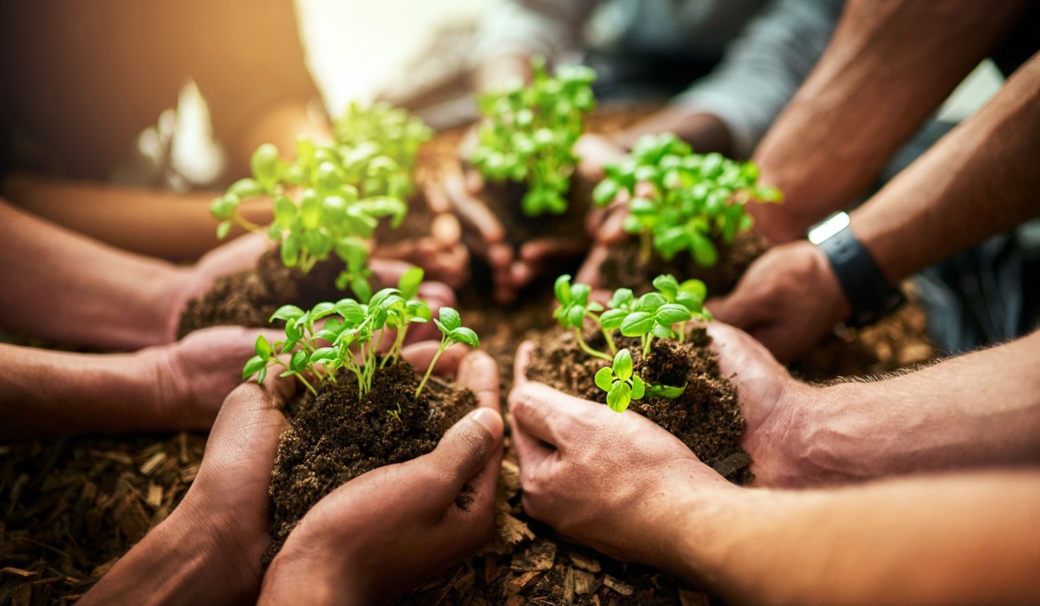 jardineria-sostenible-y-solidaria-que-es-y-como-utilizarla-en-la-empresa